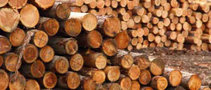 Illegal Logging Laws