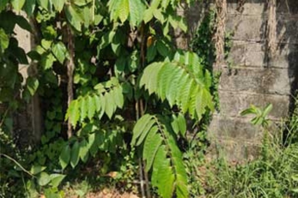 M11 Tree Plantation