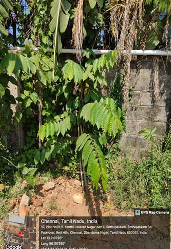 M11 Tree Plantation